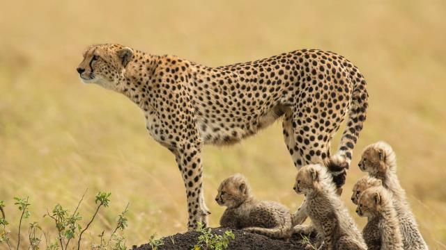 A mother cheetah and her cubs in the Masai Mara National Reserve
