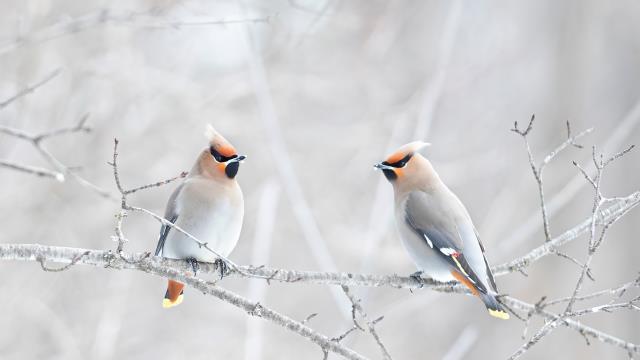 Bohemian waxwings perched on a branch