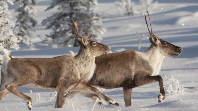 Caribou running in snow