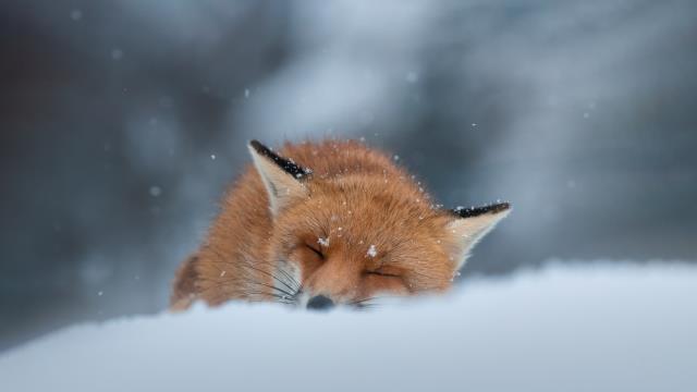 Red fox sleeping in the snow