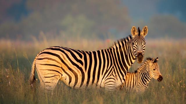 Burchell's zebra mother and foal