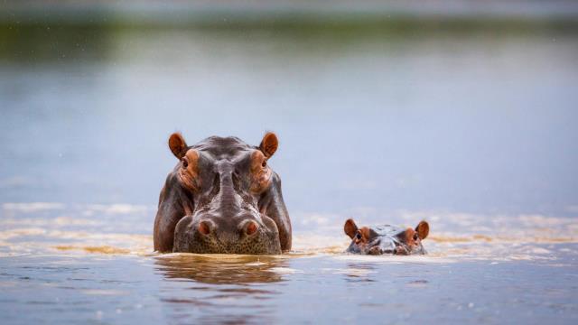 Hippopotamus mother and calf