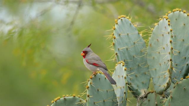 一只雌性灰额主红雀栖息在德克萨斯州一株多刺仙人掌上