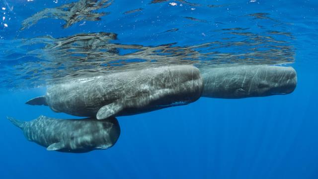 Sperm whale pod surfacing