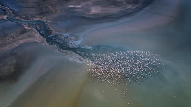 Lesser flamingos flying over Lake Magadi