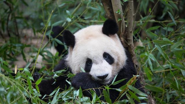 正在吃竹子的大熊猫
