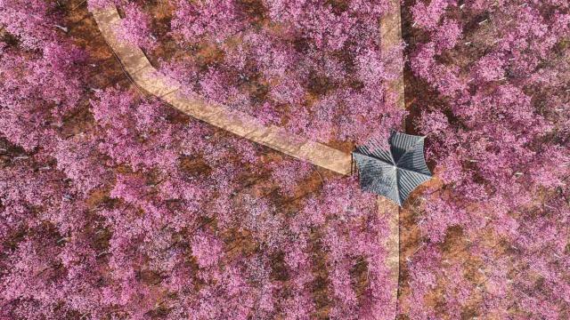 Aerial view of cherry blossom in Spring
