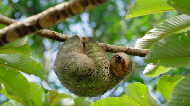 Brown-throated three-toed sloth sleeping in cecropia tree