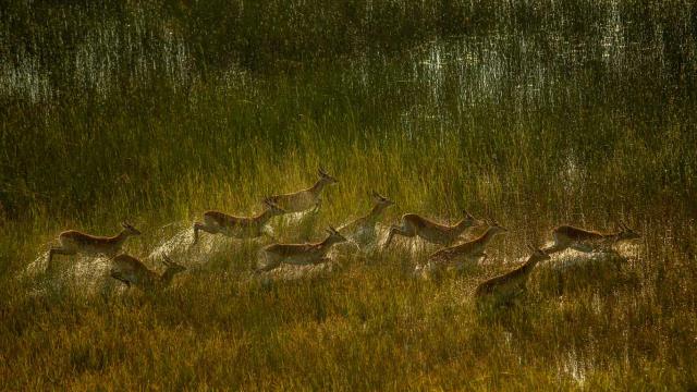 Red lechwe herd crossing marshy plain of Okavango Delta
