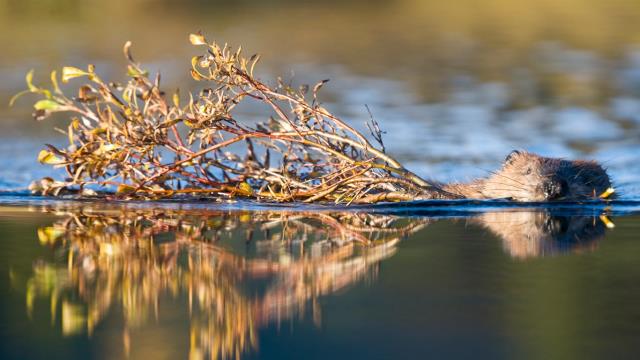North American beaver in a pond near Wonder Lake