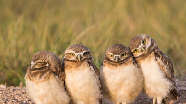 Burrowing owl chicks near a burrow