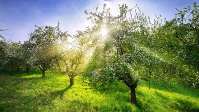 Apple trees in spring