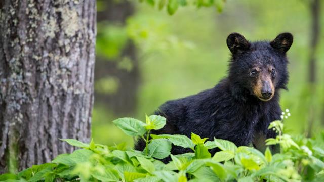 春天的美洲黑熊幼崽