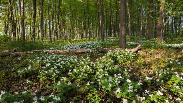 White trillium blooming in Ontario