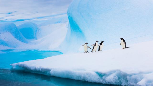 Adélie penguins on an iceberg