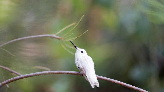 澳大利亚花园里的白种安氏蜂鸟