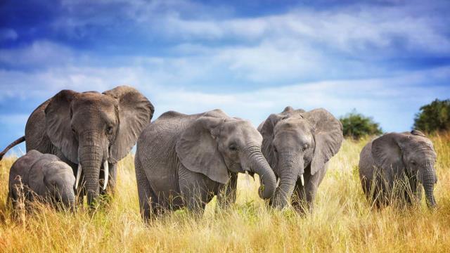 塔兰吉雷国家公园的非洲象家族