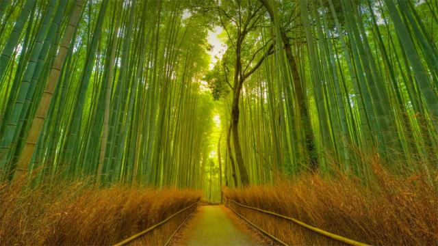 Footpath in the Arashiyama Bamboo Grove