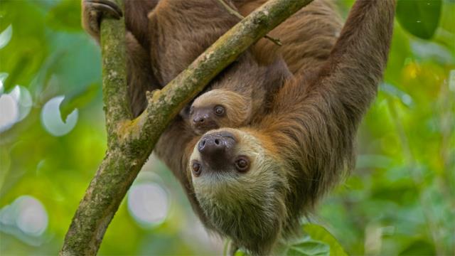 Hoffmann's two-toed sloth mother and young