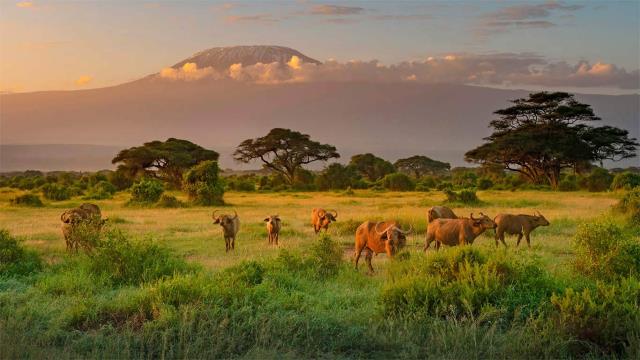 Mount Kilimanjaro with Cape buffalo in foreground, Amboseli Biosphere Reserve