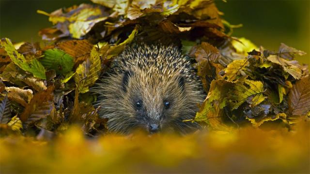 European hedgehog in Sussex