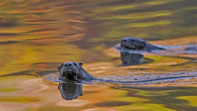 North American river otters swimming in Acadia National Park