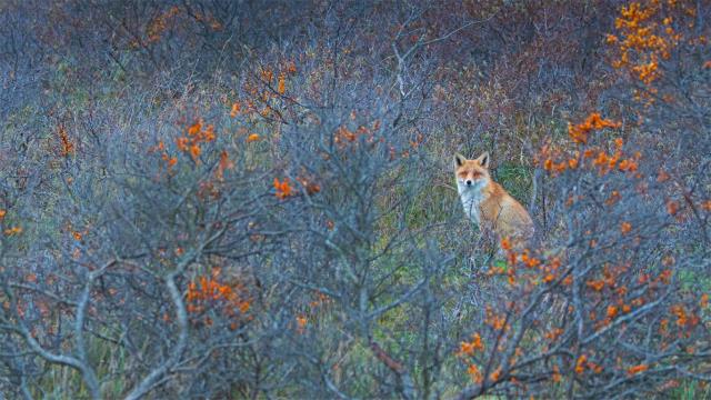 阿姆斯特丹供水沙丘自然保护区的赤狐