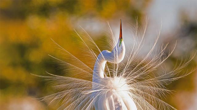 A great egret in Everglades National Park