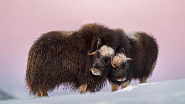 多弗勒山-松达尔国家公园的麝牛与她的宝宝