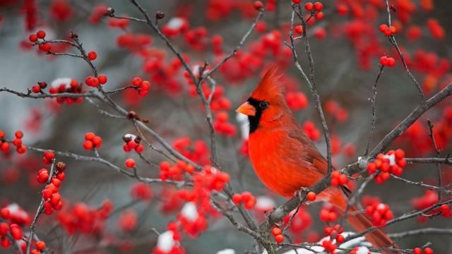 A northern cardinal perched in a common winterberry bush in Marion County