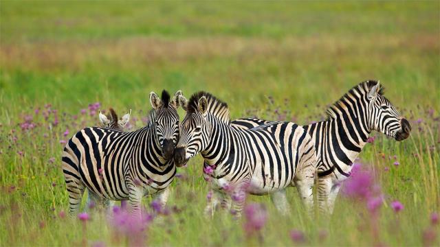 南非自然保护区的斑马