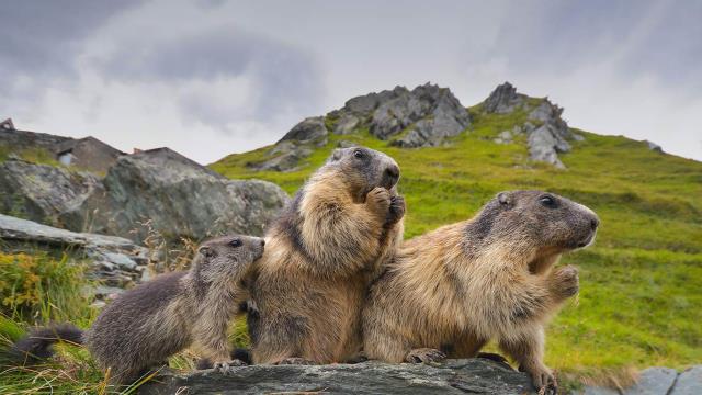 Alpine marmots in Hohe Tauern National Park