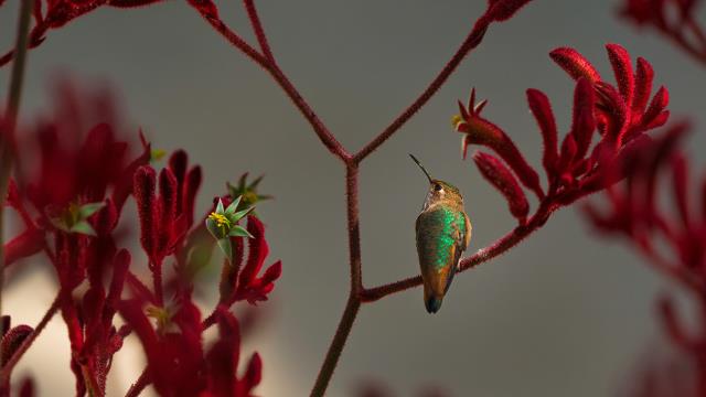 栖息在红袋鼠爪枝干上的艾氏煌蜂鸟