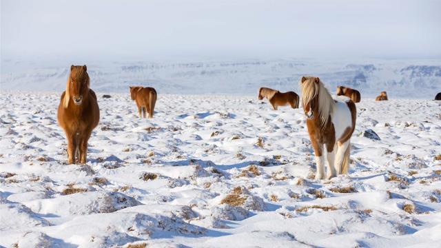 Icelandic horses standing in a field