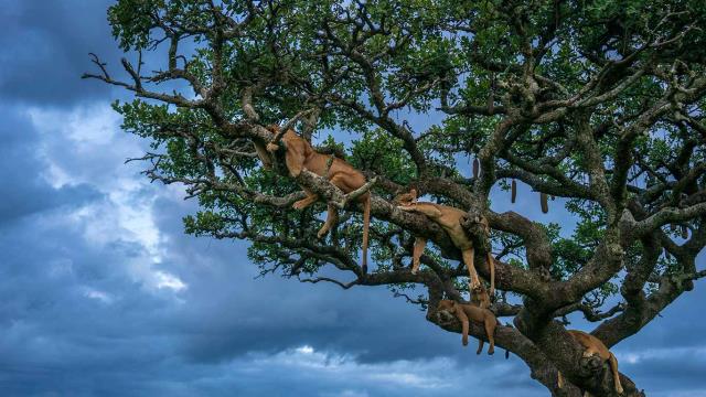 Lionesses sleeping